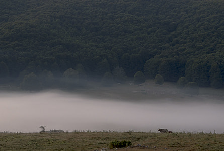 field of green trees with mist photo thumbnail