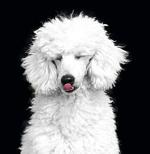 adult white poodle thumbnail