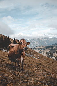 cow on body of mountain under white clouds thumbnail