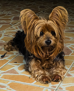closeup photo of black and tan Yorkshire terrier thumbnail