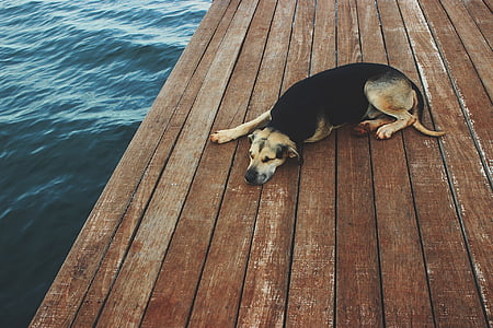 tan and and black German shepherd lying on the ocean dock thumbnail
