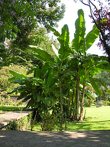 Banana Trees, Villa Taranto thumbnail