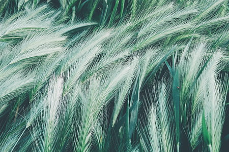 wheat painting thumbnail