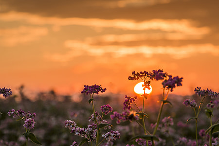 selective focus photograph of purple petaled flowers thumbnail