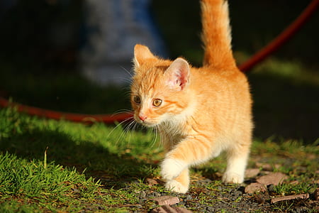 photo of orange tabby kitten walking on grass thumbnail