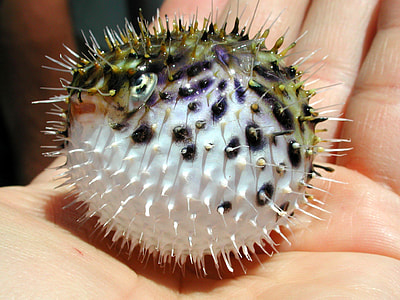 Spiny Pufferfish - Diodon holocanthus thumbnail