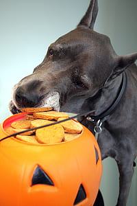 adult black great dane biting chips filled in Jack-o-Lantern close-up photo thumbnail