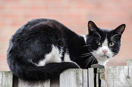black cat on wooden fence thumbnail