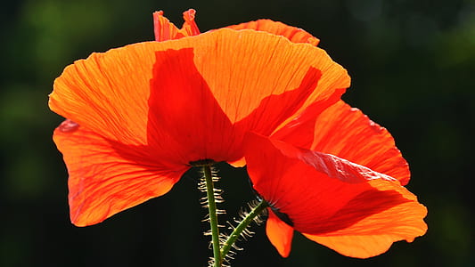 orange poppy flowers blooming at daytime thumbnail