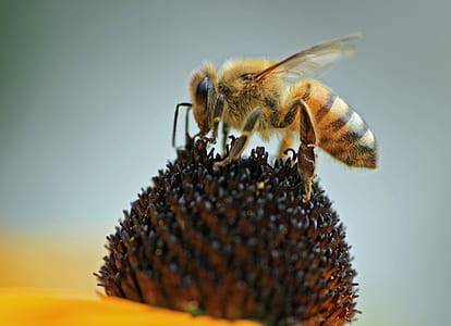 selective focus photography of honeybee perched on yellow flower thumbnail