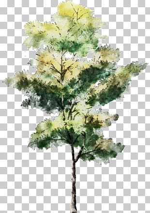 Tree Watercolor painting Drawing Architecture Sketch, Trees, green and yellow leafed tree illustration PNG clipart