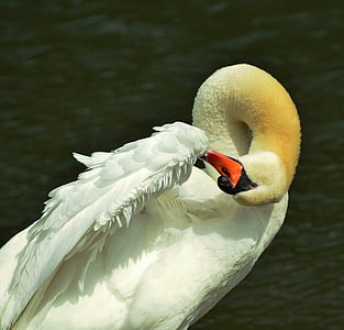 white swan thumbnail