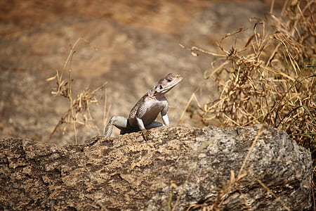 gray reptile on tree trunk thumbnail