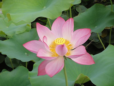 pink flower thumbnail