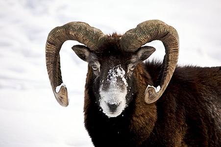 brown and black mountain goat thumbnail
