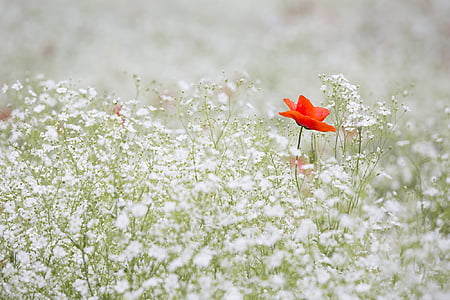 selective focus photography of red petaled flower on white petaled flower field thumbnail