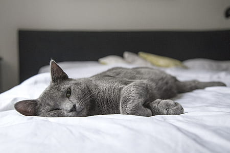 bed, bedroom, animal, pet thumbnail