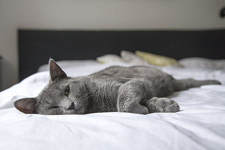 short-coated gray cat on bed thumbnail
