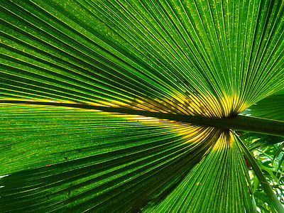 leaf, green, colors, outdoors thumbnail