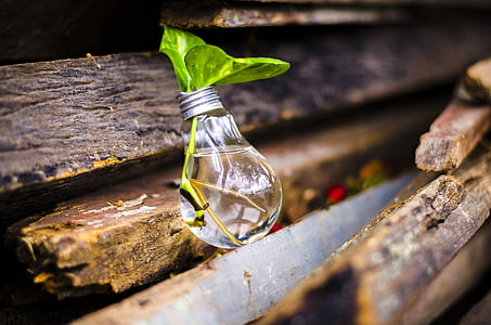 bulb vase with green leafed plant on brown lumber thumbnail