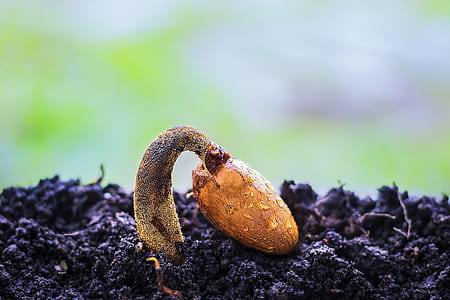 close-up photo of brown root crop thumbnail
