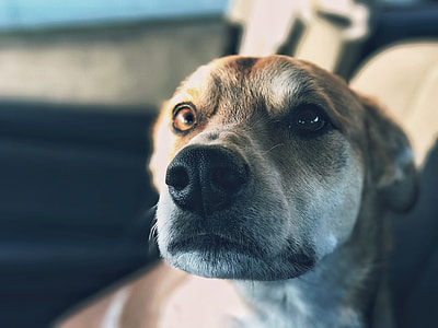 shallow-focus photography of short-coated brown and white dog thumbnail