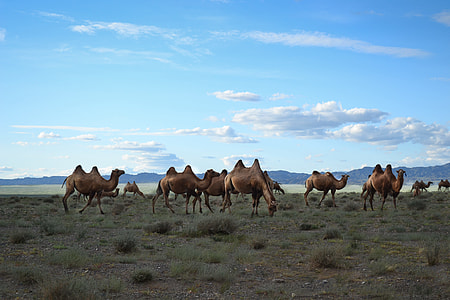 herd of camels on ground thumbnail