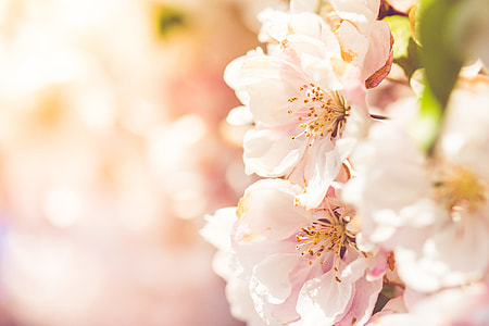 Wonderful Spring Blooms thumbnail