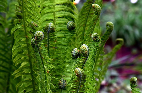 green leafed fern leaves thumbnail