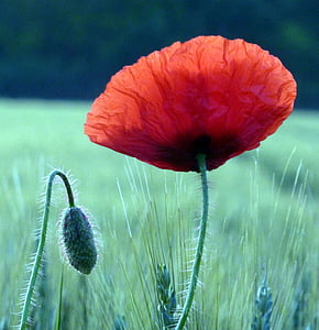 tilt shift lens photography of orange and red flower thumbnail