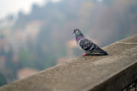 grey pigeon on concrete railing thumbnail