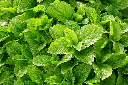 green leafed plant thumbnail