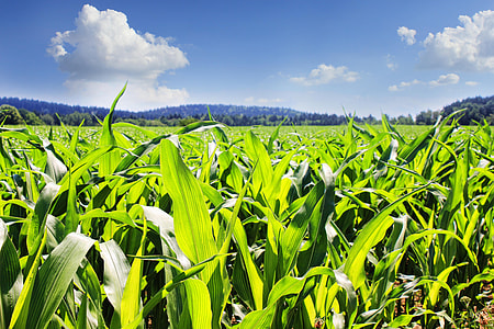 green plants under white and blue sky thumbnail