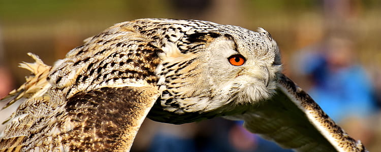 flying brown snow owl thumbnail