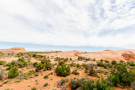green plants on deserted land thumbnail