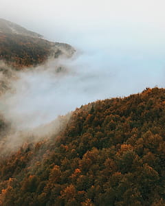 Bird's Eye Photography of Foggy Forest thumbnail