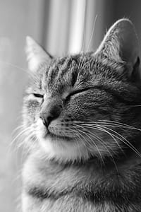 grayscale photo of cat thumbnail