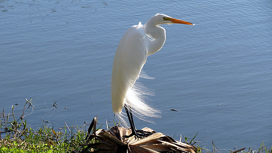 white crane near body of water thumbnail