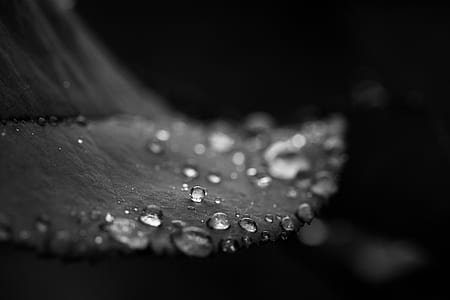 grayscale photo of water droplets thumbnail