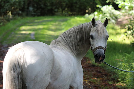 white horse thumbnail