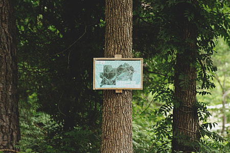 forest map on tree bark thumbnail