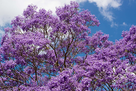 purple cherry blossom tree thumbnail