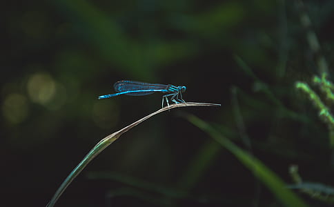 selective focus photography of blue damselfly perched on green grass leaf thumbnail