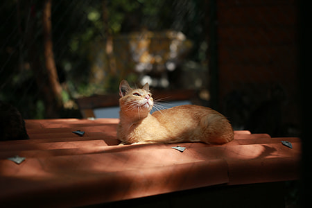 silhouette photography of orange tabby cat thumbnail