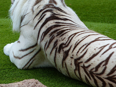 albino tiger laying on grassfield during daytime thumbnail