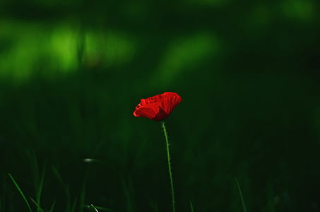 dawn, nature, red, field thumbnail