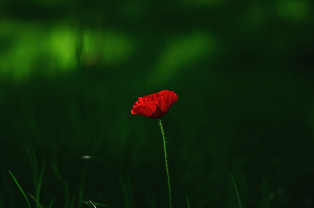 close-up photo of red poppy flower thumbnail