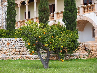 orange tree near house during daytime thumbnail