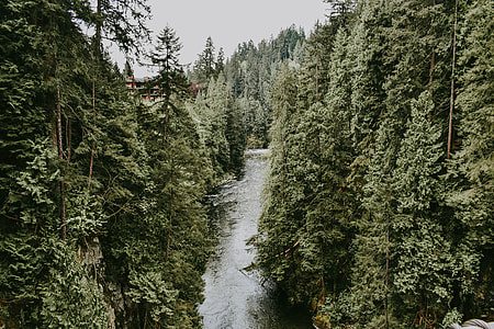 river between green forest trees during daytime thumbnail