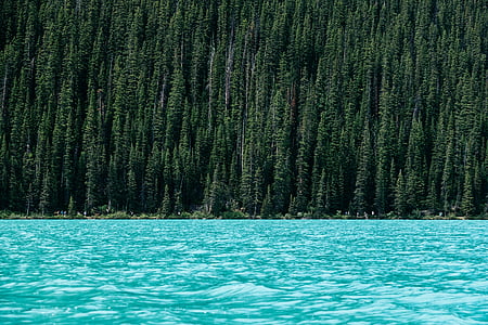 empty water against trees thumbnail